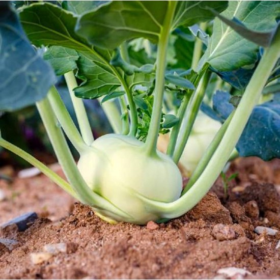 Yerli Doğal kohlrabi Yer Lahanası Cehennem Topuzu Yeşil Alabaş Turpu 100 Adet Tohum