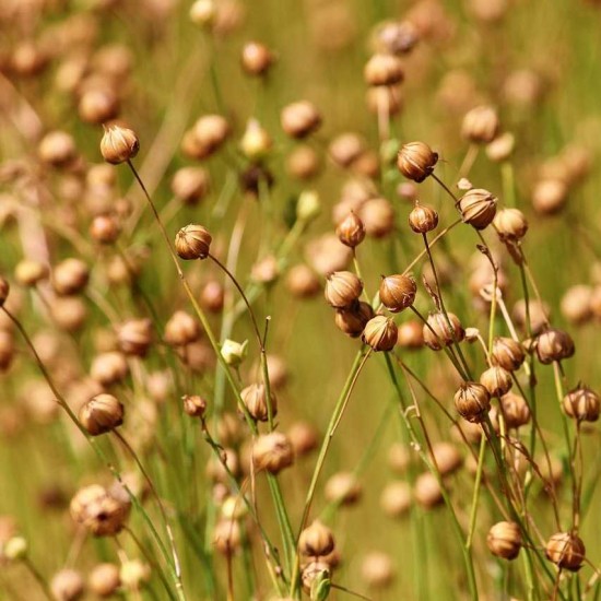 Doğal Yerli Tohumluk Keten Tohumu 10 Gram (Keten Bitkisi Yetiştirmek için)